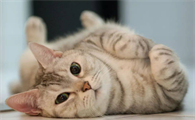 猫吐了是什么原因黄水怎么办