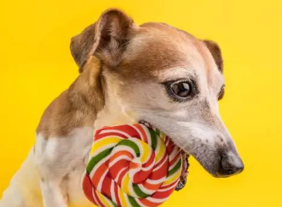 狗能吃糖果吗为什么