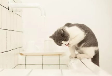 猫咪特别胆小怎么办啊