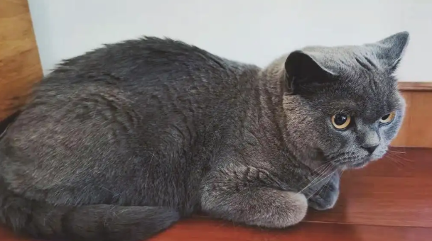 今日科普:英短蓝猫怀孕一般生几个? 今日科普:英短蓝猫怀孕一般生几个?