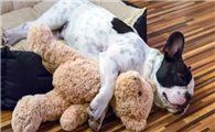 幼犬突然嗜睡正常吗