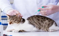 猫三联一定要间隔21天吗