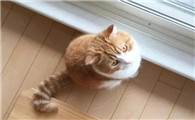 猫耳朵流黑色的东西