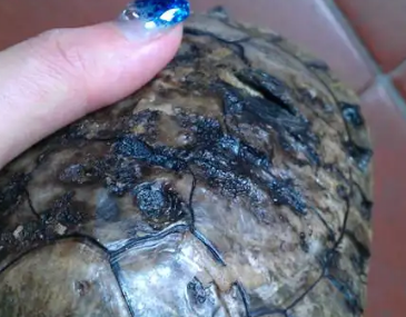 乌龟腐皮烂甲常用什么药 乌龟腐皮烂甲常用什么药