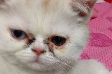 猫眼屎多怎么办