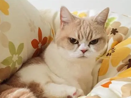 猫咪生气的表现 猫咪生气的表现