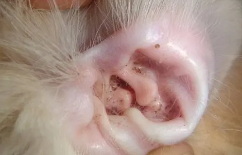 猫咪耳螨症状表现