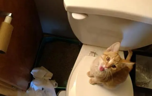 猫咪如何守护主人