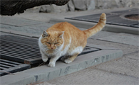 小猫眼眶周围发红怎么回事