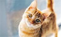 猫用塑料碗为什么会黑下巴