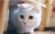 猫尿有很多有血是什么情况怎么回事