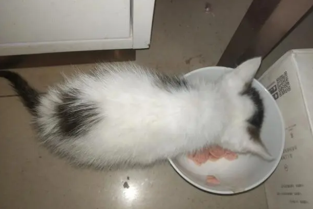 猫只吃猫粮怎么办？干粮成瘾的表现与矫正方法