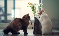 小猫扁平胸能活多久