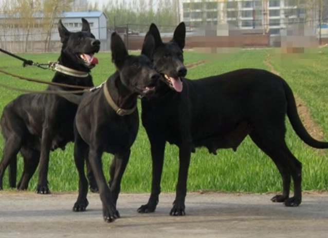 黑狼犬可以吃剩菜剩饭吗?喂养须知~ 黑狼犬可以吃剩菜剩饭吗?喂养须知~