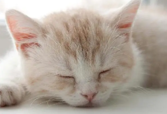 猫咪需要猫窝,买不买并不是价钱的问题 猫咪需要猫窝,买不买并不是价钱的问题