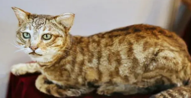 猫的肉垫变白失去血色没精神 猫的肉垫变白失去血色没精神