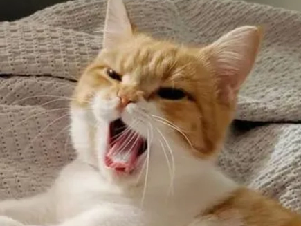 正常的猫嘴巴有味道吗