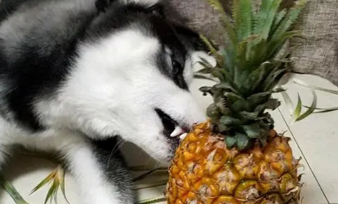 狗能吃菠萝吗1”