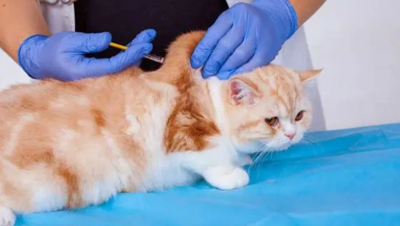 猫咪狂犬疫苗和猫三联可以一起打吗