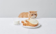猫能吃面包片么