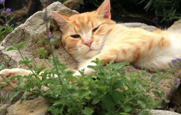 新买的猫窝，猫咪就不用，我该怎么办？
