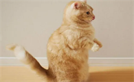 猫双脚站立有什么危害