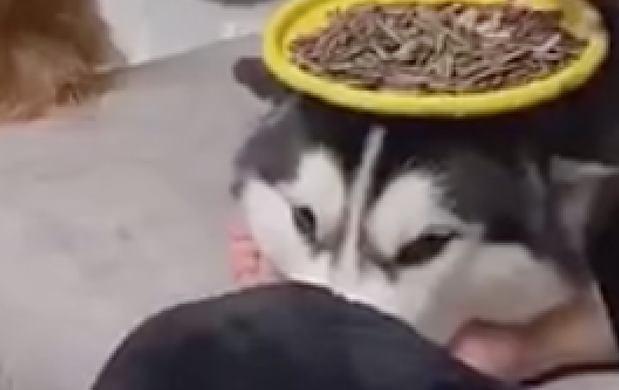 雪橇犬被当作桌子，金毛当手机支架和垃圾桶，养狗千日用狗一时！