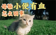 母猫小便有血怎么回事吃什么药