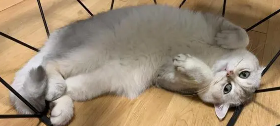 小猫肚子特别大是什么原因