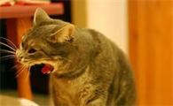 猫受凉了呕吐怎么办吃什么药