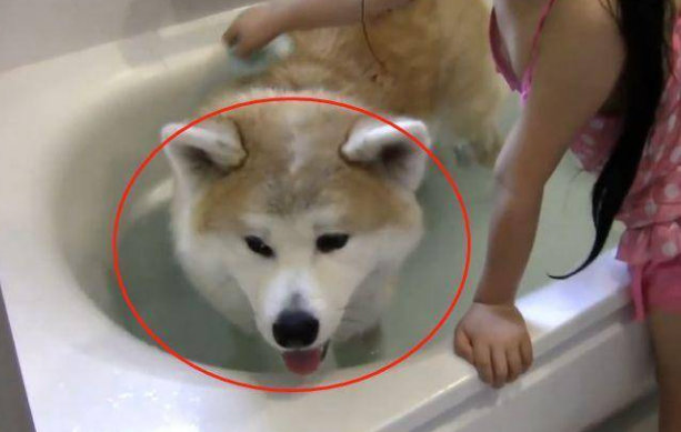 小主人在浴缸里玩,德牧跟秋田犬挤了进来,结果它们悲剧了 小主人在浴缸里玩,德牧跟秋田犬挤了进来,结果它们悲剧了