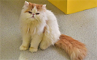 猫皮肤破了怎么办啊
