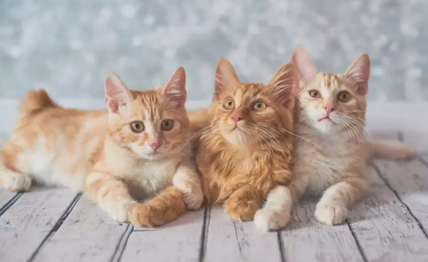 猫的尾巴一直向下垂什么意思呢