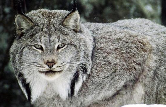 西藏阿里现一珍稀动物,像猫又像虎,无固定房子能咬死一头 西藏阿里现一珍稀动物,像猫又像虎,无固定房子能咬死一头