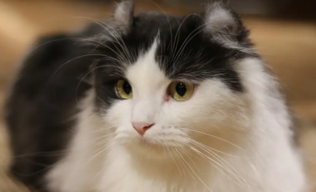 猫咪口炎严重怎么治疗啊 猫咪口炎严重怎么治疗啊