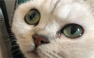 猫咪眼睛总是有分泌物怎么回事