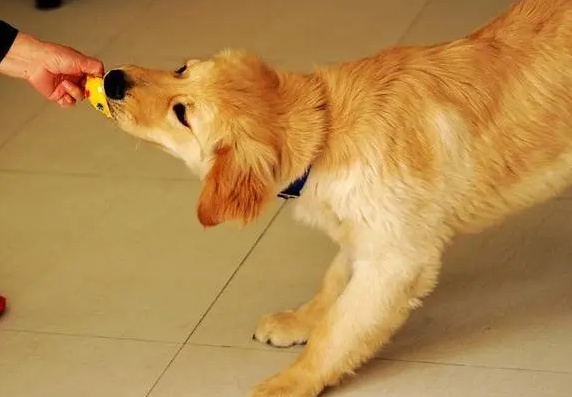 金毛犬的喂养