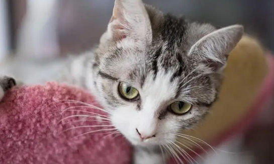 猫咪一直跟着我一直叫是为什么