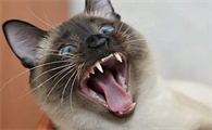 猫的外形特点