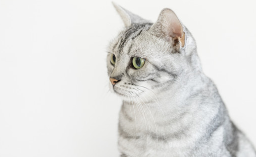 猫身上有螨虫什么症状