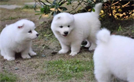 贵宾犬吃什么品牌狗粮最好