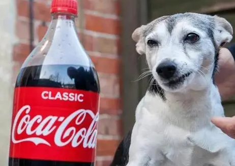 狗狗喝了一点可乐怎么办