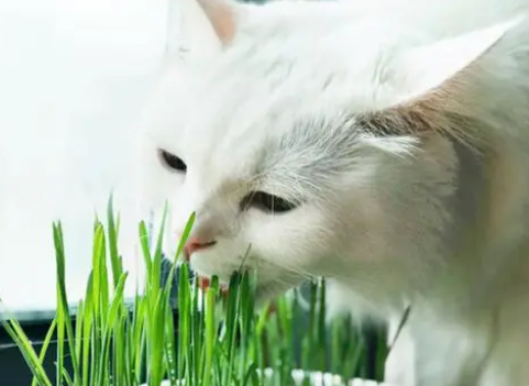 猫咪为什么吃草