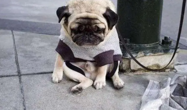 怎么让狗狗戴牵引绳 怎么让狗狗戴牵引绳