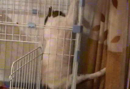 车座上不动的流浪猫,走近才明白它在求助 车座上不动的流浪猫,走近才明白它在求助