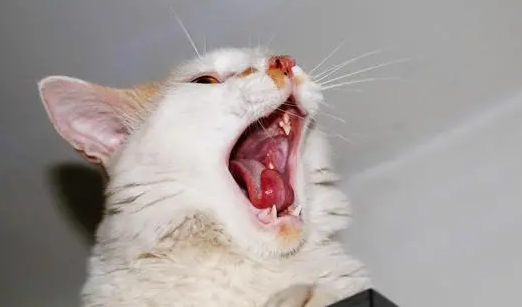 猫咪口炎症状