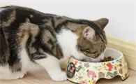 猫咪老是拉稀是什么原因引起的