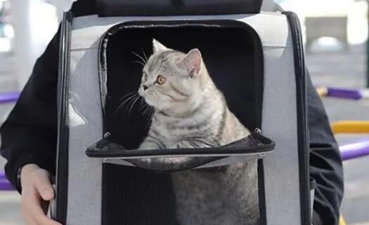 猫也可以乘坐公共交通吗?好奇的小伙伴快来看看吧~ 猫也可以乘坐公共交通吗?好奇的小伙伴快来看看吧~