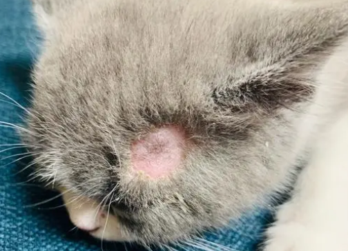 猫藓怎么治疗 猫藓怎么治疗