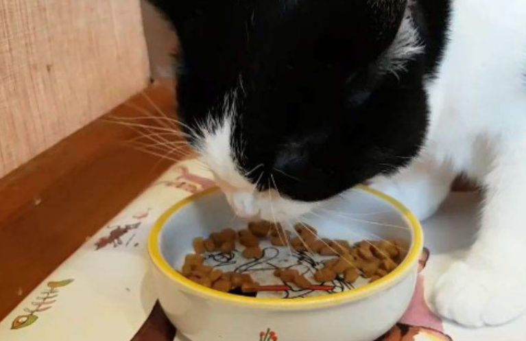 猫粮人可以吃吗